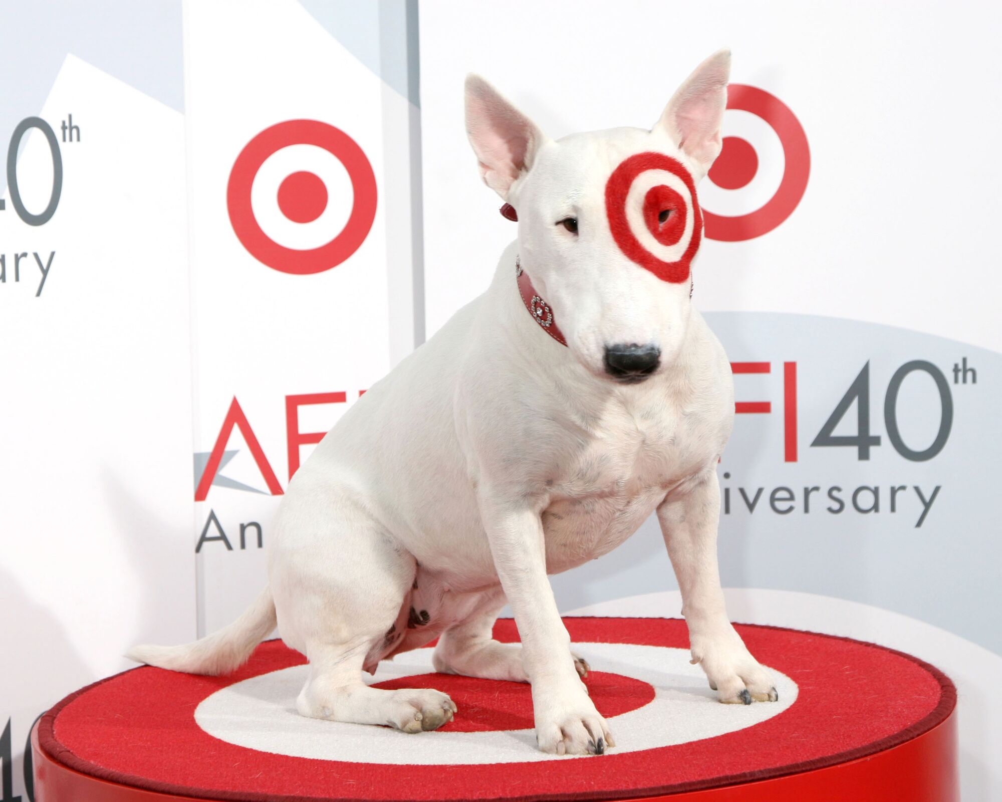 Target allow dogs sale